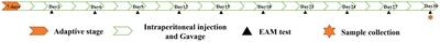 Salidroside ameliorates memory impairment following long-term ethanol intake in rats by modulating the altered intestinal microbiota content and hippocampal gene expression